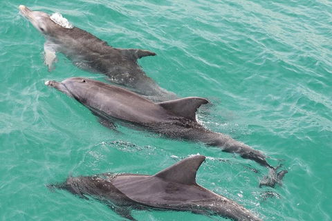 Jervis Bay Dolphin Watch Cruise - Coogee Beach Accommodation 5