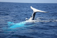Whale Watching Jervis Bay