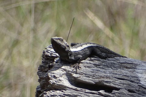 Inside The Greater Blue Mountains World Heritage - A Private Wildlife Safari Overnight - Coogee Beach Accommodation 2