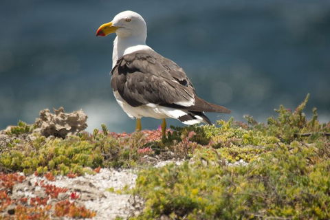 From The Mountains To The Bay - 4 Day Rediscovery Small Group Tour - Coogee Beach Accommodation 1