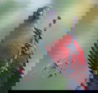 Inside the Greater Blue Mountains World Heritage - A Wildlife Safari Overnight - Coogee Beach Accommodation