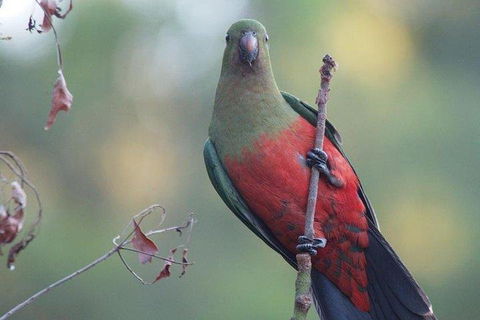 Inside The Greater Blue Mountains World Heritage - A Wildlife Safari Overnight - Coogee Beach Accommodation 0