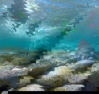 Manly and Shelly Beach Snorkeling Tour - Coogee Beach Accommodation