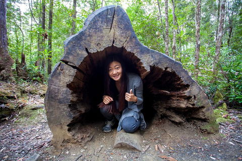 Tahune Airwalk Active Day Trip From Hobart Including Hastings Caves - Coogee Beach Accommodation 2