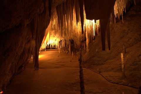Tahune Airwalk Active Day Trip From Hobart Including Hastings Caves - Coogee Beach Accommodation 4