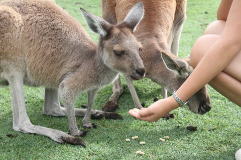 Pinnacles Desert, Koalas And Sandboarding 4WD Day Tour From Perth - Coogee Beach Accommodation 1
