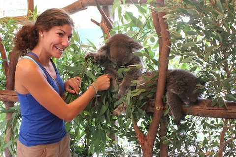 Pinnacles Desert, Koalas And Sandboarding 4WD Day Tour From Perth - Coogee Beach Accommodation 5