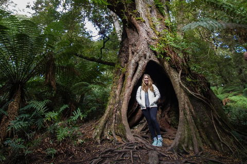 Great Ocean Road Small-Group Ecotour From Melbourne - Coogee Beach Accommodation 4