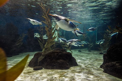 SEA LIFE Sydney Aquarium Entrance Ticket - Coogee Beach Accommodation 0