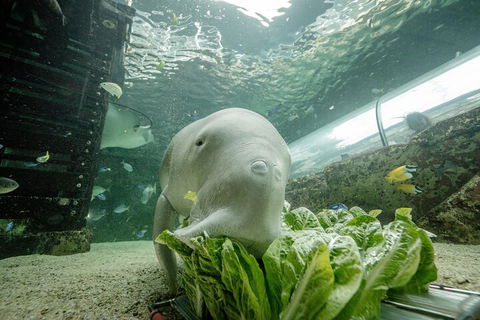 SEA LIFE Sydney Aquarium Entrance Ticket - Coogee Beach Accommodation 2