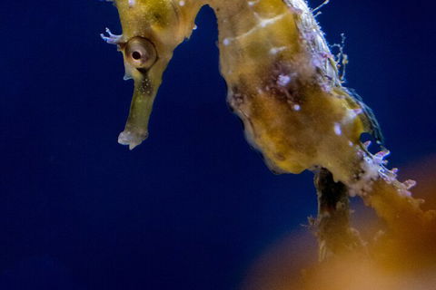 SEA LIFE Sydney Aquarium Entrance Ticket - Coogee Beach Accommodation 4