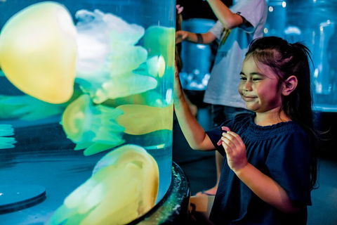 SEA LIFE Sydney Aquarium Entrance Ticket - Coogee Beach Accommodation 5