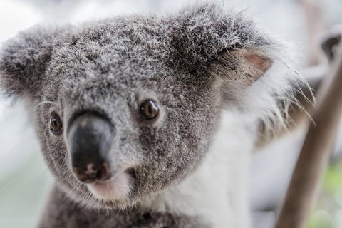 Ultimate Sydney Pass - Coogee Beach Accommodation 2