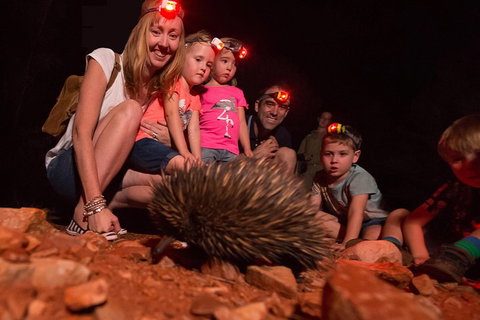 Alice Springs Desert Park Nocturnal Tour - Coogee Beach Accommodation 5