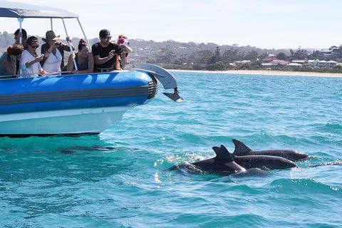 Seal Island Boat Tour From Victor Harbor - Coogee Beach Accommodation 5