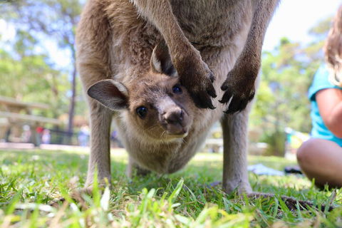 Luxury Hunter Valley Wildlife, Wine & Vodka Tasting Tour From Sydney - Coogee Beach Accommodation 3