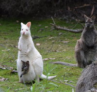 Full-Day Guided Bruny Island Tour from Hobart - Coogee Beach Accommodation