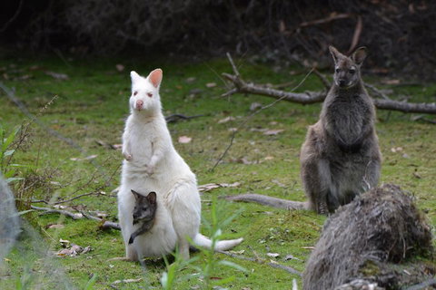 Full-Day Guided Bruny Island Tour From Hobart - Coogee Beach Accommodation 0