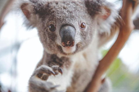 Hop-On Hop-Off Bus And PLUS 4 Merlin Attractions - Coogee Beach Accommodation 2