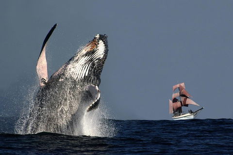 Sydney Harbour Tall Ship Whale & Sail - Whale Watching Cruise - Coogee Beach Accommodation 0