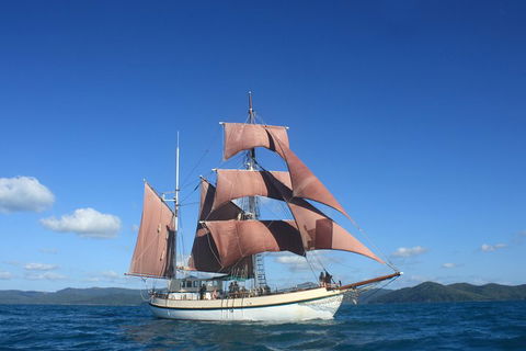 Sydney Harbour Tall Ship Whale & Sail - Whale Watching Cruise - Coogee Beach Accommodation 1