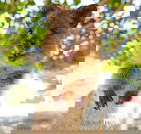 Discover Rottnest with Ferry  Bus Tour from Perth or Fremantle - Coogee Beach Accommodation