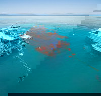 Ocean Freedom Great Barrier Reef Personal Luxury Snorkel  Dive Cruise Cairns - Coogee Beach Accommodation