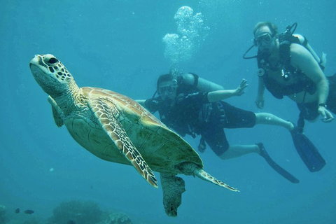 Ocean Freedom Great Barrier Reef Personal Luxury Snorkel & Dive Cruise, Cairns - Coogee Beach Accommodation 4