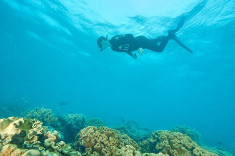 Ocean Freedom Great Barrier Reef Personal Luxury Snorkel & Dive Cruise, Cairns - Coogee Beach Accommodation 5