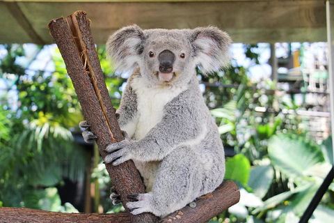 Cairns ZOOM And Wildlife Dome - Coogee Beach Accommodation 0