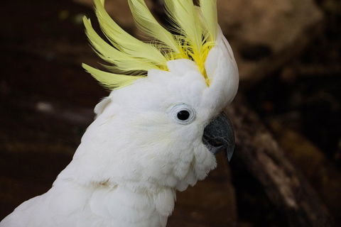 Cairns ZOOM And Wildlife Dome - Coogee Beach Accommodation 2