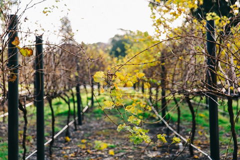 Australian Wine Discovery Tour Ticket - Coogee Beach Accommodation 4
