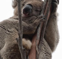 2-Day Kangaroo Island 4WD Small-Group Tour from Adelaide - Coogee Beach Accommodation