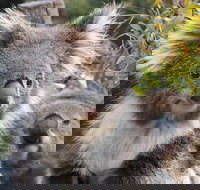 Kuranda Koala Gardens and Birdworld Admission Tickets - Coogee Beach Accommodation