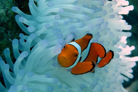 Seastar Luxury Outer Great Barrier Reef Island And Reef Tour From Cairns - Coogee Beach Accommodation 0