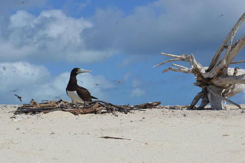 Seastar Luxury Outer Great Barrier Reef Island And Reef Tour From Cairns - Coogee Beach Accommodation 1