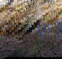 Wild Australian Wildlife 4WD Tour from Sydney - Coogee Beach Accommodation