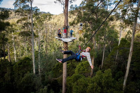 Hollybank Wilderness Adventure - Zipline Tours - Coogee Beach Accommodation 0
