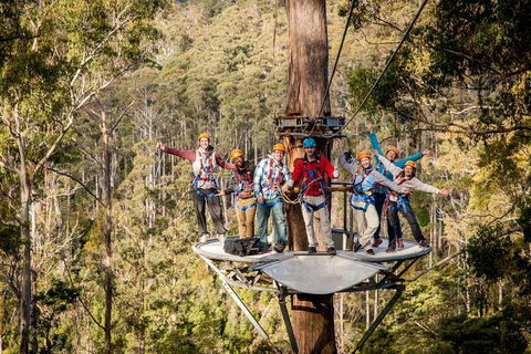 Hollybank Wilderness Adventure - Zipline Tours - Coogee Beach Accommodation 1