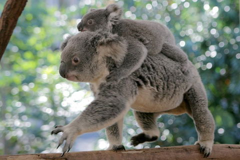 Lone Pine Koala Sanctuary Admission With Brisbane River Cruise - Coogee Beach Accommodation 0