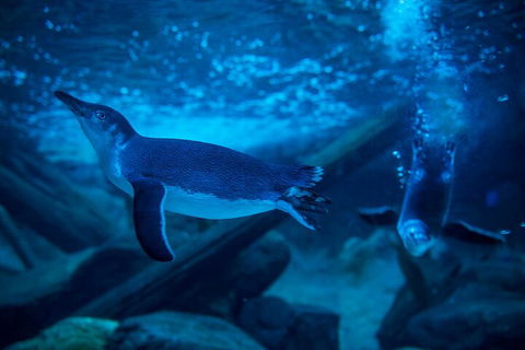 SEA LIFE Sunshine Coast Aquarium Entrance Ticket - Coogee Beach Accommodation 1