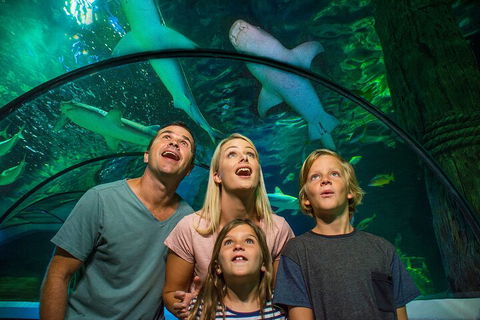 SEA LIFE Sunshine Coast Aquarium Entrance Ticket - Coogee Beach Accommodation 3