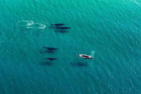 25-30 Minute Newcastle & Macquarie Helicopter Shared Flight - Coogee Beach Accommodation 4