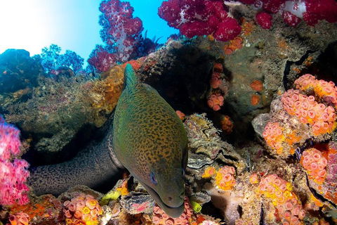 Scuba Dive The S.S. Yongala Wreck On The Great Barrier Reef. - Coogee Beach Accommodation 1