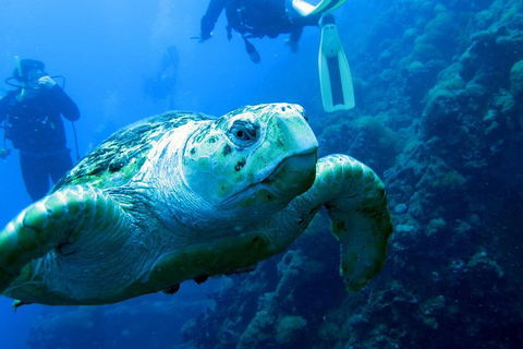 Scuba Dive The S.S. Yongala Wreck On The Great Barrier Reef. - Coogee Beach Accommodation 5
