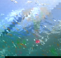 Manly Snorkel Trip and Nature Walk with Local Guide - Coogee Beach Accommodation