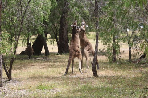 Margaret River Coastal And Wildlife Eco Trip From Busselton Or Dunsborough - Coogee Beach Accommodation 1